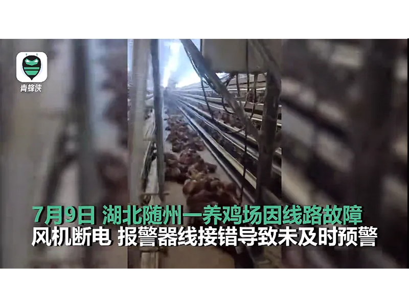 4000只鸡被热死!湖北养鸡场停电故障给我们的启示